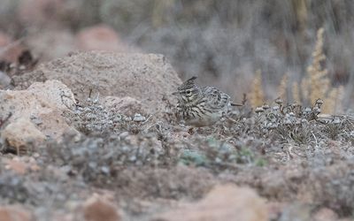 Thekla's lark (Galerida theklae)