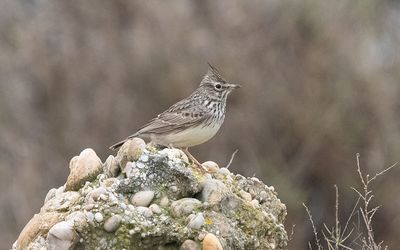 Thekla's lark (Galerida theklae)