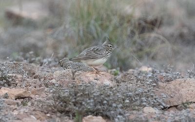 Thekla's lark (Galerida theklae)