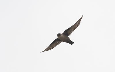 Eurasian crag martin (Ptyonoprogne rupestris)