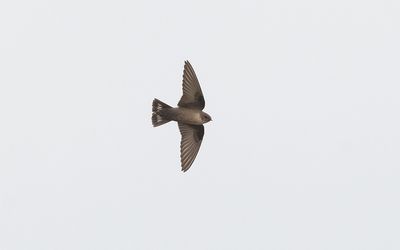 Eurasian crag martin (Ptyonoprogne rupestris)
