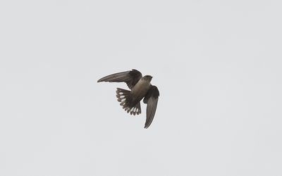 Eurasian crag martin
