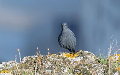 Blue rock thrush