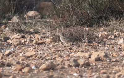 Mediterranean short-toed lark (Alaudala rufescens apetzii)