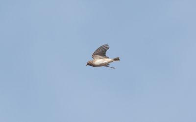 Mediterranean short-toed lark (Alaudala rufescens apetzii)