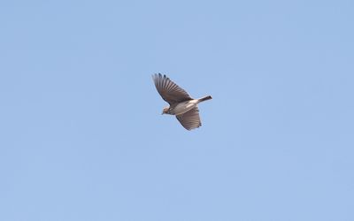  Lesser short-toed lark