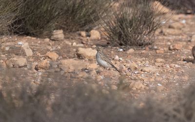 Mediterranean short-toed lark (Alaudala rufescens apetzii)