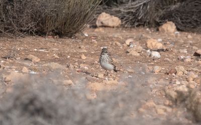 Mediterranean short-toed lark (Alaudala rufescens apetzii)