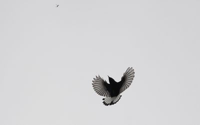 Black wheatear (Oenanthe leucura)