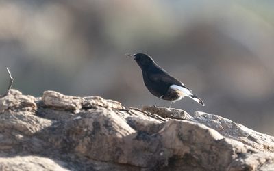Black wheatear (Oenanthe leucura)