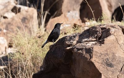 Black wheatear (Oenanthe leucura)