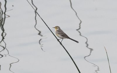 citrine wagtail (Motacilla citreola)