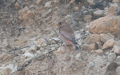 Trumpeter finch