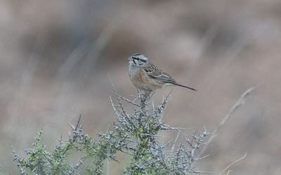 Rock bunting