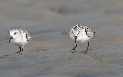 Sanderling (Calidris alba)