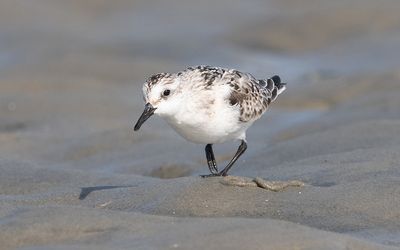 Sanderling (Calidris alba)
