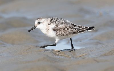 Sanderling (Calidris alba)