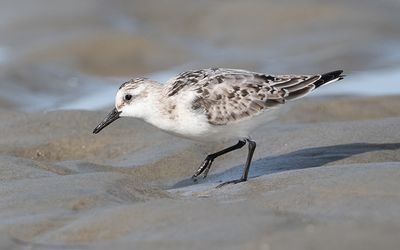 Sanderling (Calidris alba)
