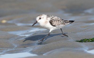 Sanderling (Calidris alba)