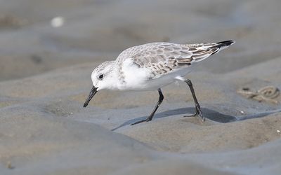 Sanderling (Calidris alba)