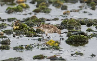 Water pipit (Anthus spinoletta spinoletta)