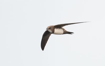 Alpine swift (Tachymarptis melba)