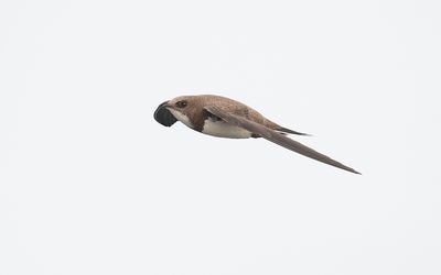 Alpine swift (Tachymarptis melba)