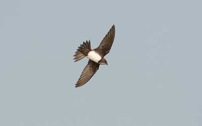 Alpine swift (Tachymarptis melba)
