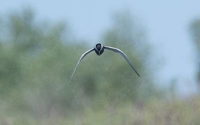 Whiskered tern (Chlidonias hybrida)