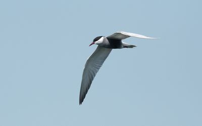 Whiskered tern (Chlidonias hybrida)