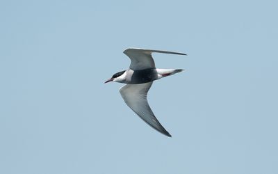 Whiskered tern (Chlidonias hybrida)
