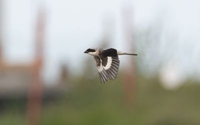 Lesser grey shrike (Lanius minor)