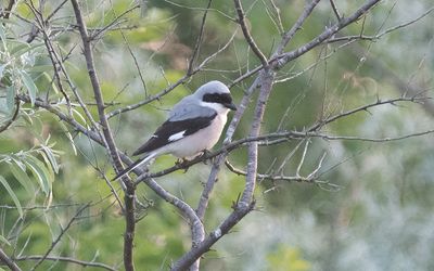 Lesser grey shrike (Lanius minor)