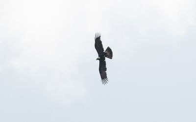 Eastern imperial eagle (Aquila heliaca)