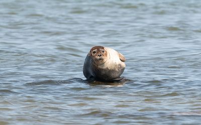 Harbor seal (Phoca vitulina)