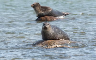 Harbor seal (Phoca vitulina)
