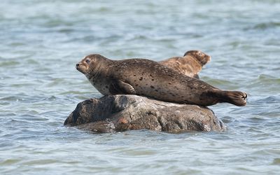 Harbor seal (Phoca vitulina)