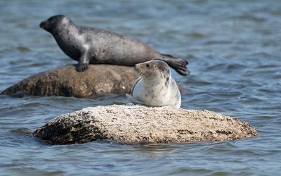 Harbor seal (Phoca vitulina)