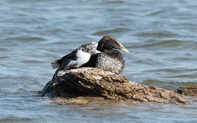 Common eider (Somateria mollissima)
