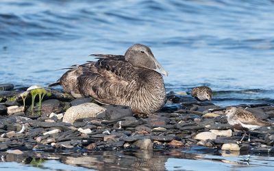 Common eider (Somateria mollissima)