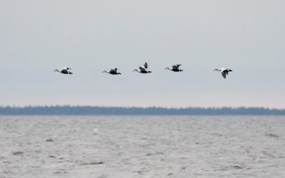 Common eider (Somateria mollissima)