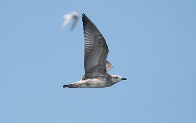 Caspian gull (Larus cachinnans)