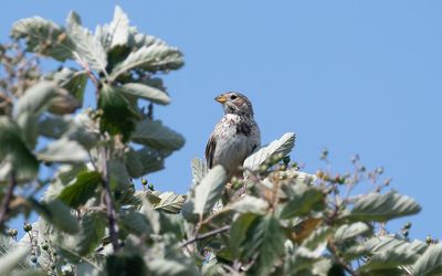 Corn bunting (Emberiza calandra)