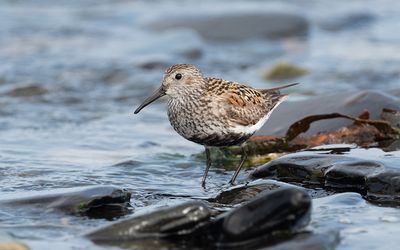 Dunlin (Calidris alpina)