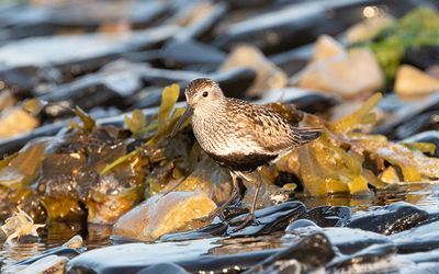 Dunlin (Calidris alpina)