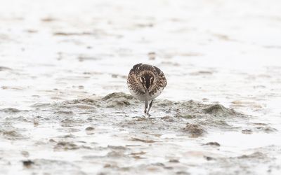Broad-billed sandpiper (Calidris falcinellus)