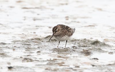 Broad-billed sandpiper (Calidris falcinellus)