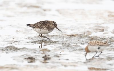 Broad-billed sandpiper (Calidris falcinellus)