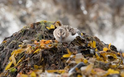 Sanderling (Calidris alba)