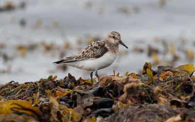 Sanderling (Calidris alba)